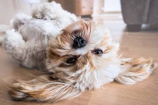 Interieurkeuzes: welke vloertypes zijn het beste voor hondenbezitters?